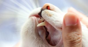 Checking cats teeth 300x162 - Checking-cat's-teeth