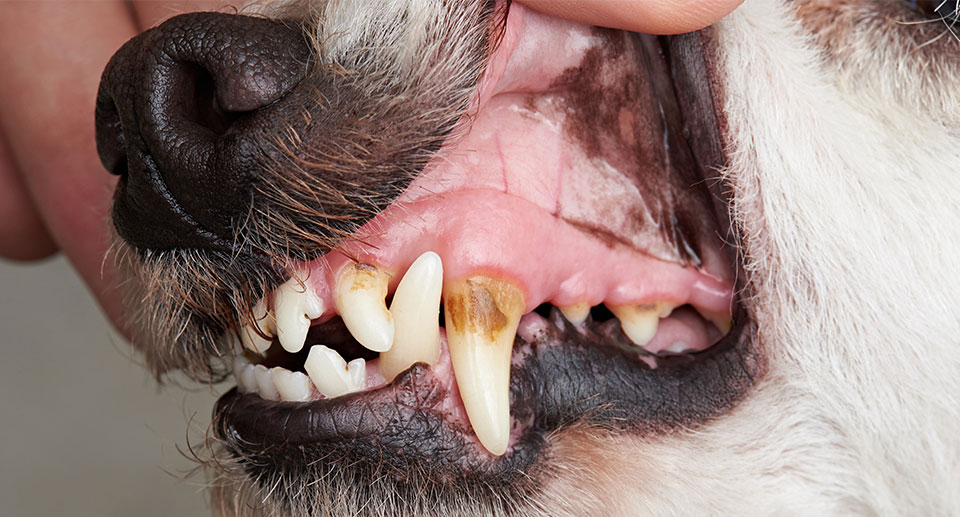 fetch the vet dental - Dental Care